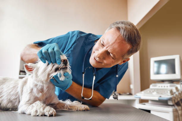Best Emergency Care for Gum Disease in Robert Lee, TX